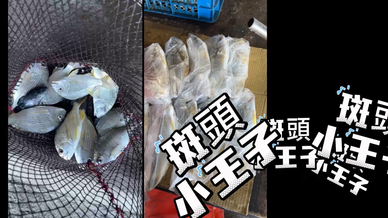 今天臨時決定一早偷跑 #888海釣場 兩小時，原本以為會烙賽，結果沒想到今天是班頭自由日呀，舒服啦，當奶爸之後能釣魚的時間真的是用乳溝擠出來的呀。 #文正水世界 #S-350 # LARISSA