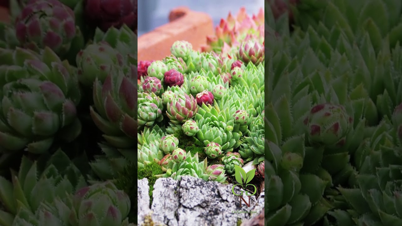 Sempervivum - The Plant That Never Dies