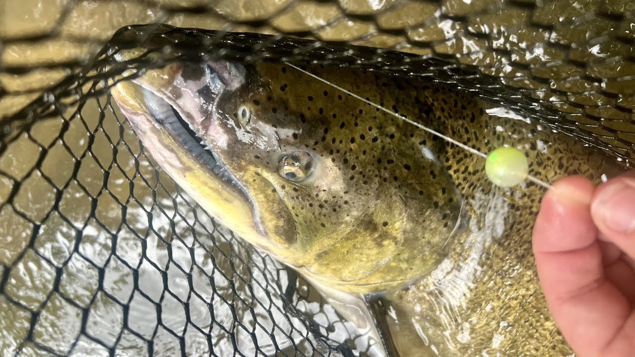 Float Fishhing For Brown Trout and King Salmon / Michigan Riverfishing for Trout & Salmon