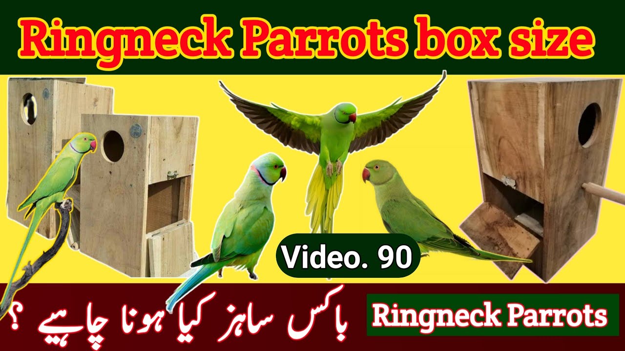 Ringneck Breeding Box Size | Best Box Size For Ringneck