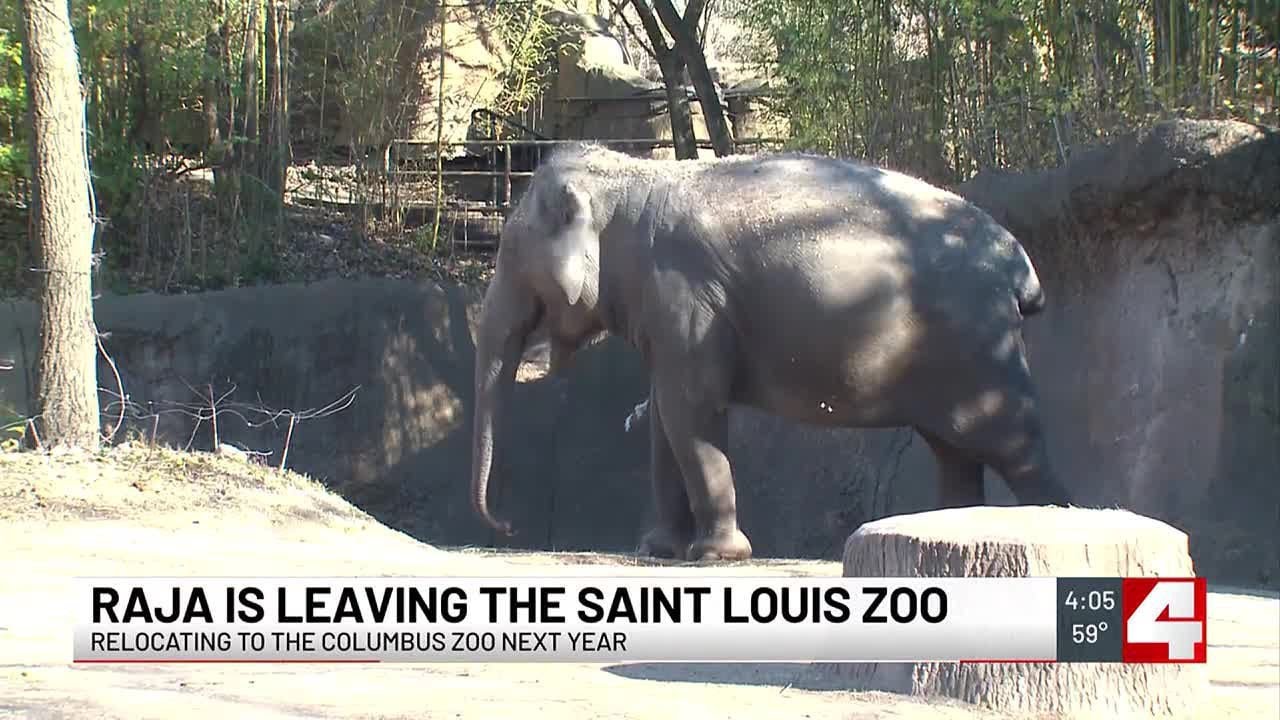 Raja the elephant to leave St. Louis Zoo