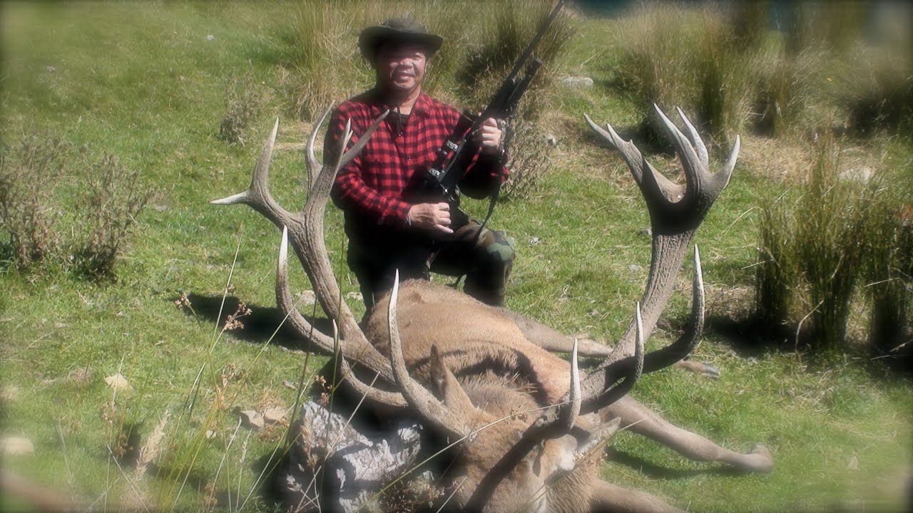 hunting trophy Red stag in the roar with 308 Win rifle in New Zealand part 67