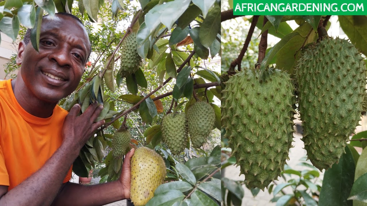 How to know when your soursop fruit is ripe for harvesting