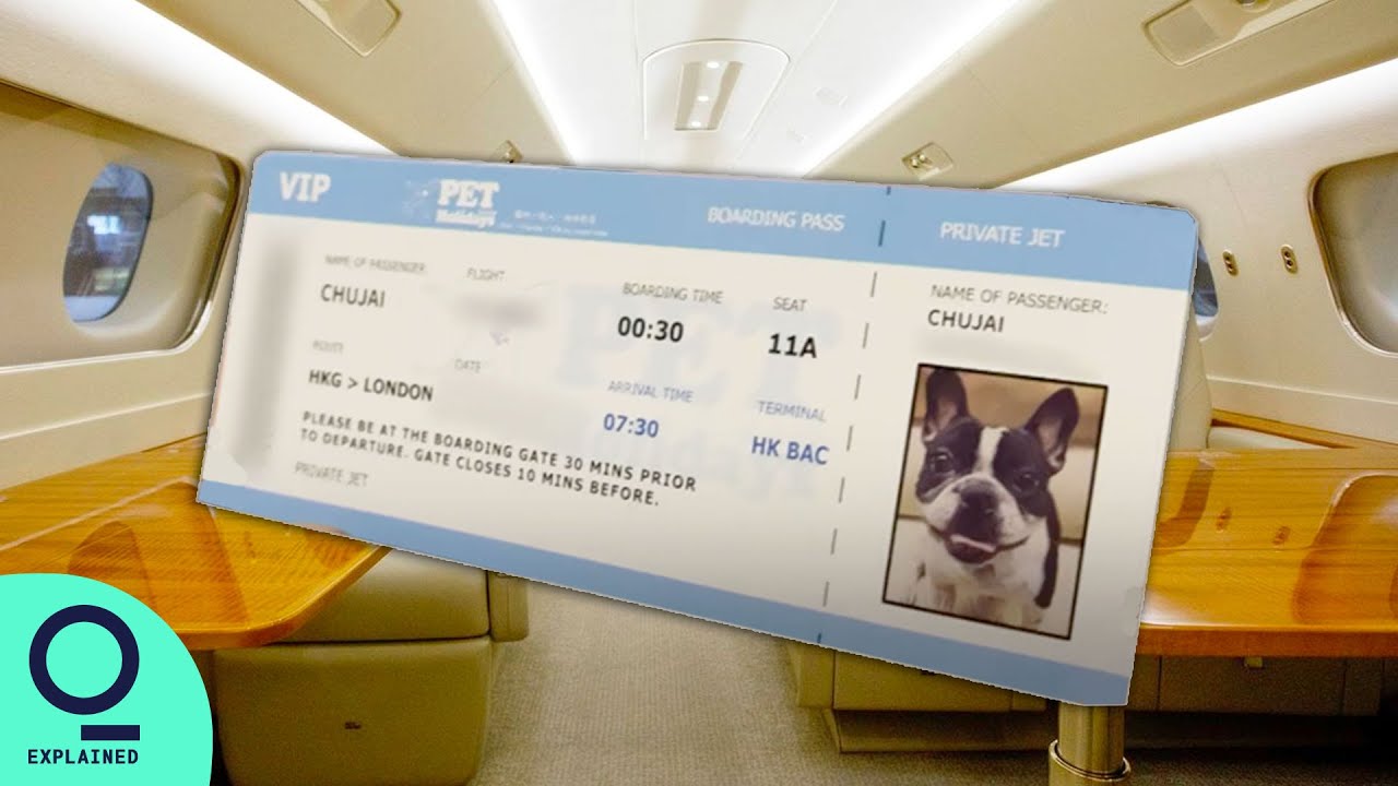 Hong Kong Pets Are Flying Private