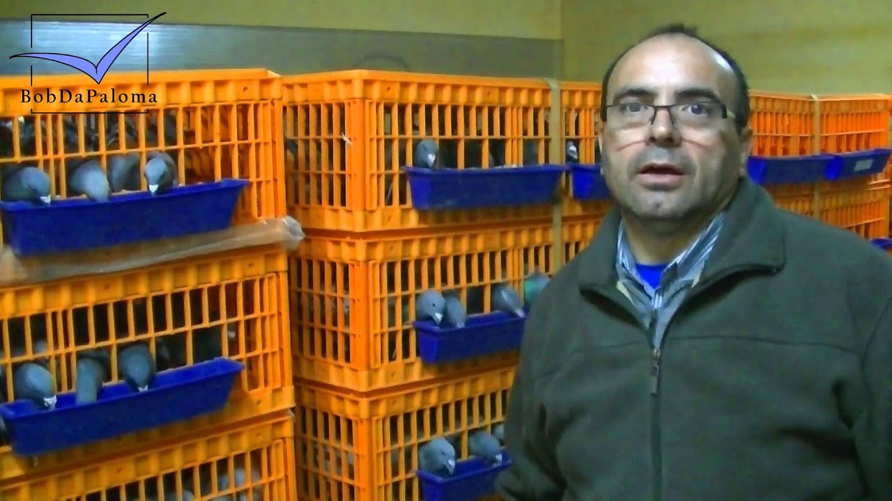 Training feeding and drinking in the baskets for Racing Pigeons