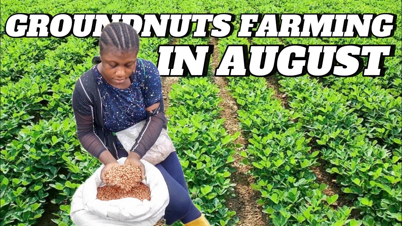 Groundnuts planting methods that increases yields to millions