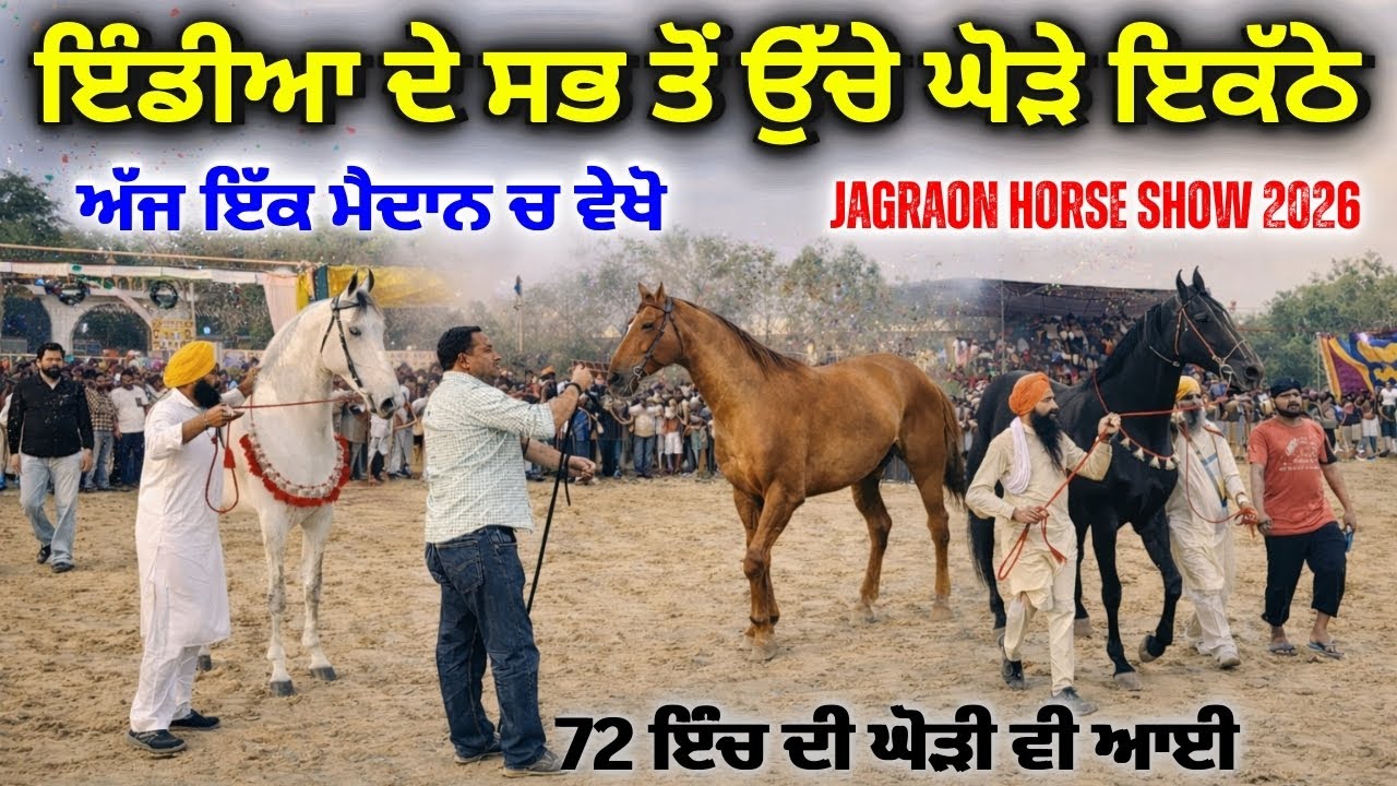 ਇੰਡੀਆ ਦੇ ਸਭ ਤੋਂ ਉੱਚੇ ਘੋੜੇ ਅੱਜ ਇੱਕੋ ਮੈਦਾਨ ਚ | Tallest horse of India | Tallest Mare | Rangle Punjabi