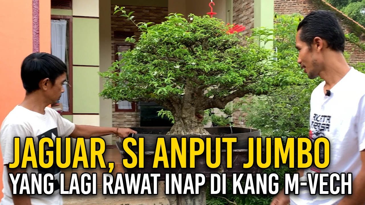 BONSAI ANTING PUTRI UKURAN JUMBO