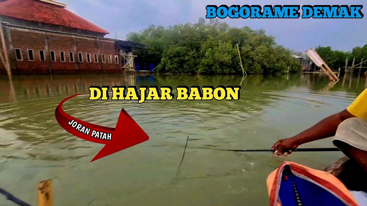 Edyaan Tenan !!! Joran Sampai Patah di Hajar Ikan Belanak Babon