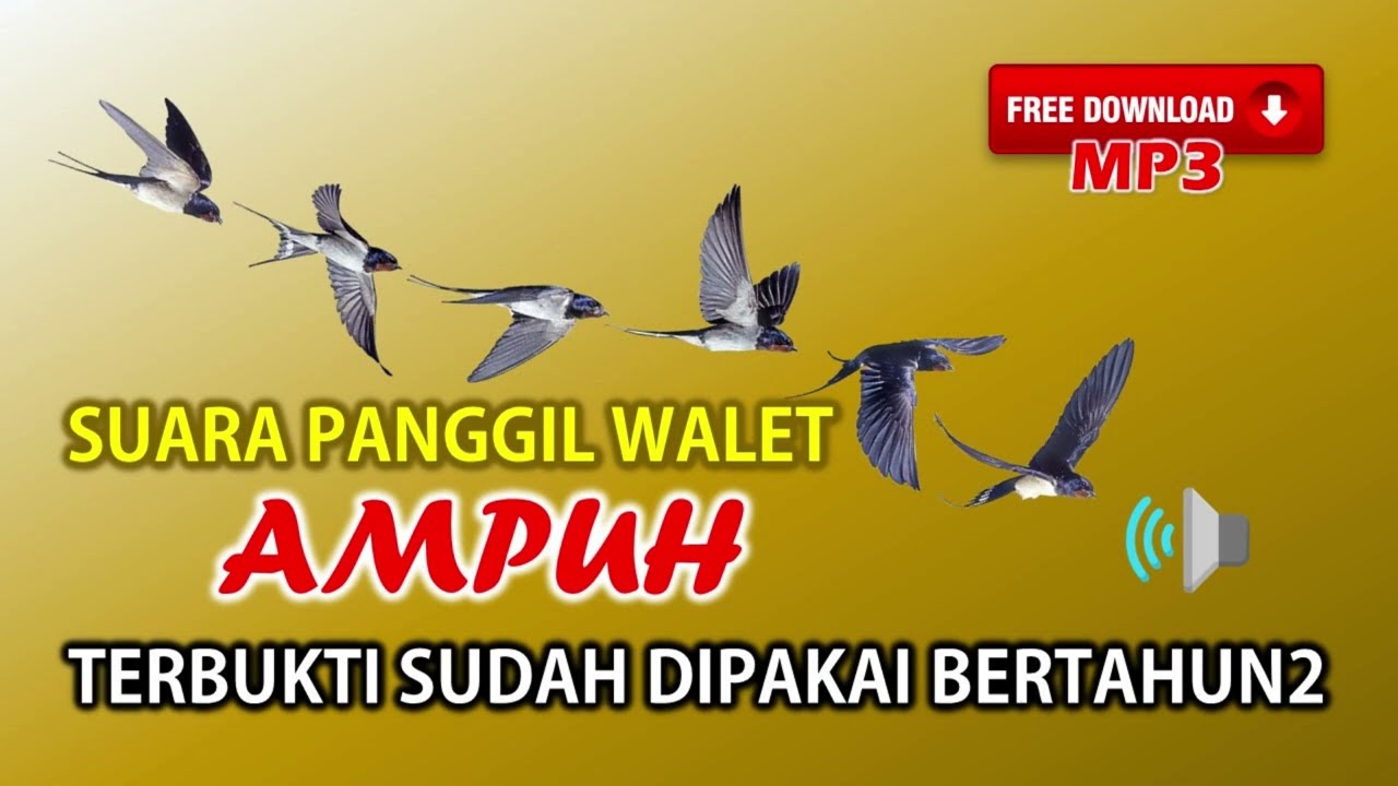 Suara Panggil Walet Terbaik, Sudah Terbukti Ampuh Dipakai Bertahun2