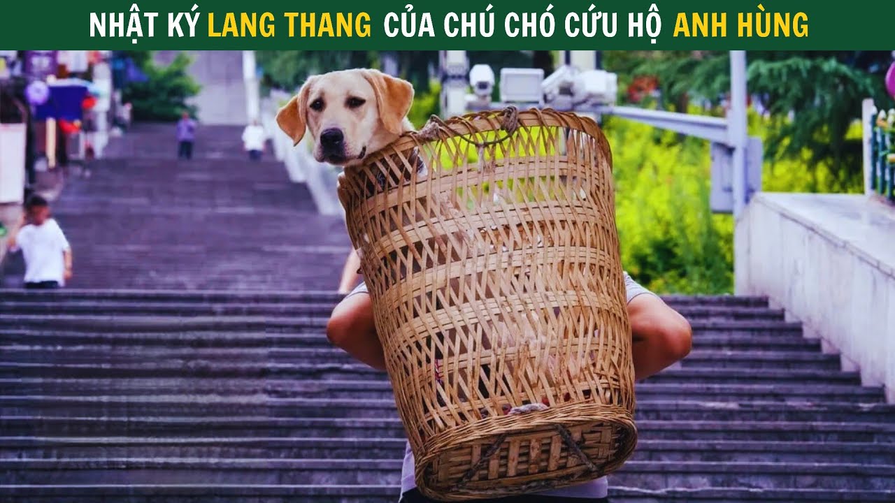 Chú chó Nghiệp vụ nghỉ hưu Lang thang khắp nơi tìm chủ nhân, Review Phim cảm động về sự trung thành