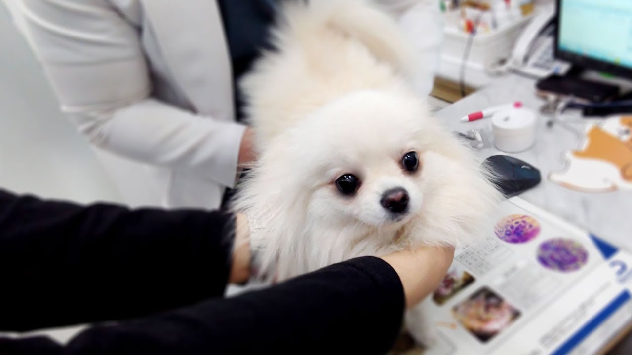 동물병원이 익숙해진 강아지 🐶 고인물됨ㅋㅋㅋ