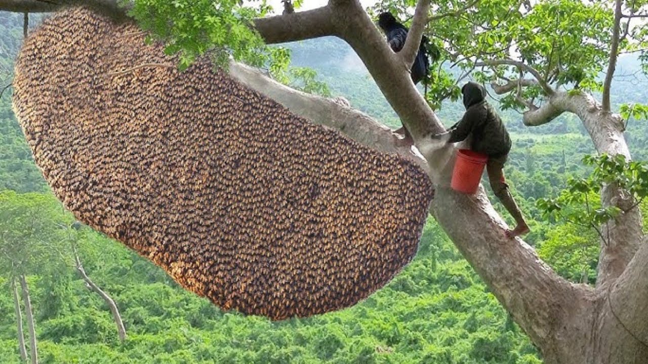 INCROYABLES CONSTRUCTIONS FAITES PAR DES ANIMAUX DANS LA NATURE !