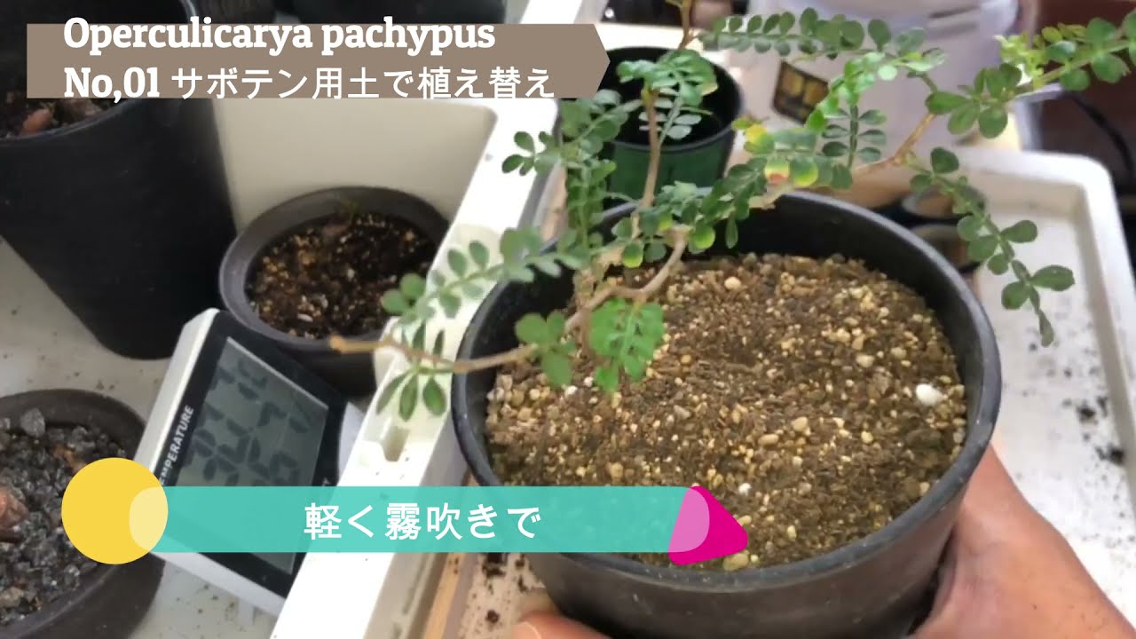 Plants Growth Diary ＃01 No,01＃初めまして＃パキプス＃植え替＃実験＃AGAVE＃アガベ＃プランツグロースダイアリー＃成長記録＃グランカクタス＃パキプス の土＃実験