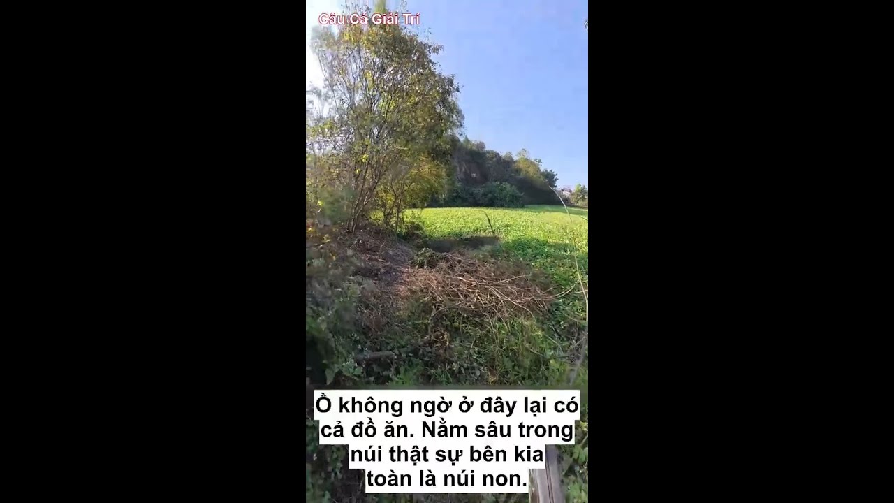 Câu cá tại ao bỏ hoang #cauca #caumay #causong
#caucanh
#fishing #fishingvideo
#fishinglife