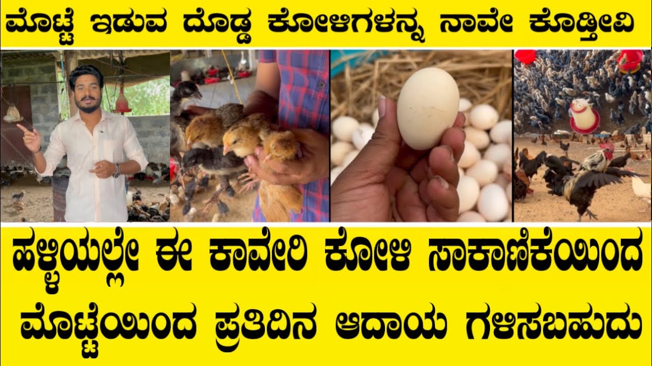 ಒಂದು ವರ್ಷ ಮೊಟ್ಟೆ ಇಡುವ ಈ ಕಾವೇರಿ ಕೋಳಿ ಸಾಕಾಣಿಕೆ ಮಾಡುವುದು ಹೇಗೆ ನೋಡಿ||Kaveri natikoli farming