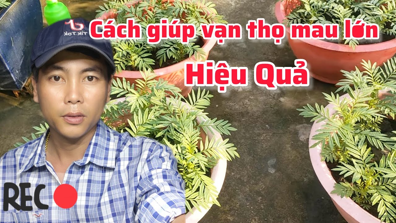 cách trồng bông vạn thọ tết 2026,thúc phân cho vạn thọ mau lớn, huỳnh tinh vlog