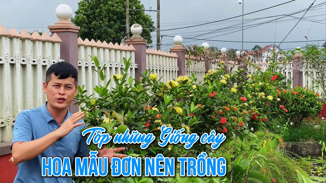 Tốp những Giống cây Hoa Mẫu Đơn nên trồng trong vườn