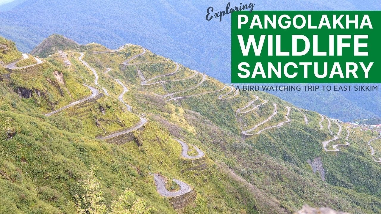 Birds of Sikkim...Pangolakha Wildlife Sanctuary.... A bird watching trip to East Sikkim