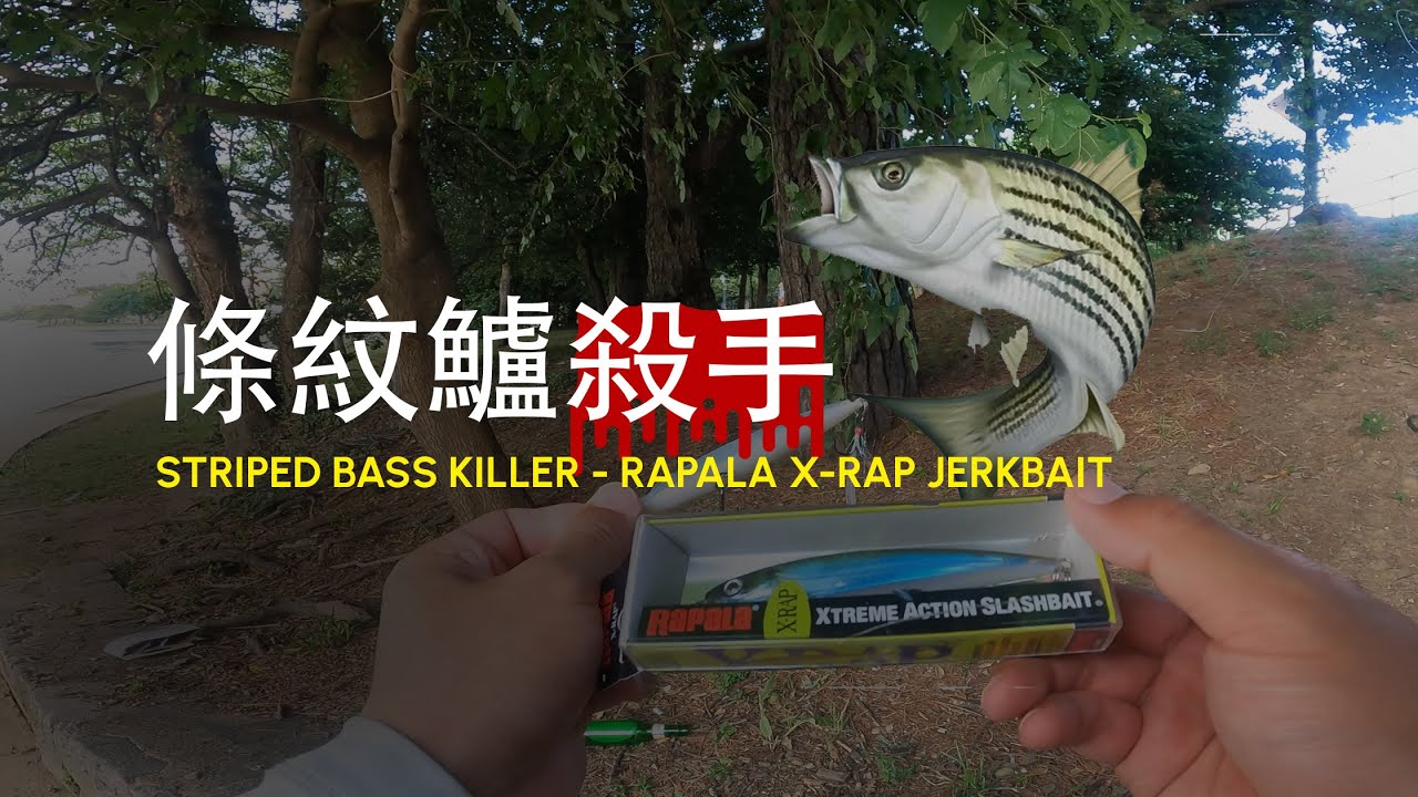 【美国路亚】條紋鱸水面爆咬！｜條紋鱸殺手之Rapala X-Rap懸浮米諾