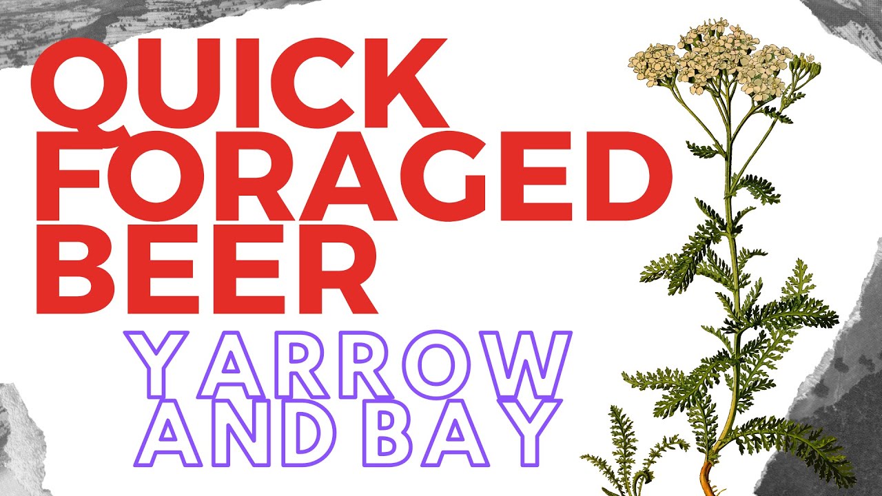 How to Make a Basic Foraged Beer: Yarrow and Bay Leaf Ale Recipe