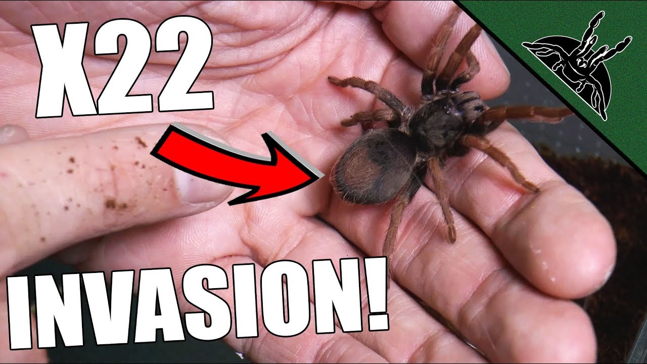 UNBOXING HUGE AMOUNT OF TARANTULAS!