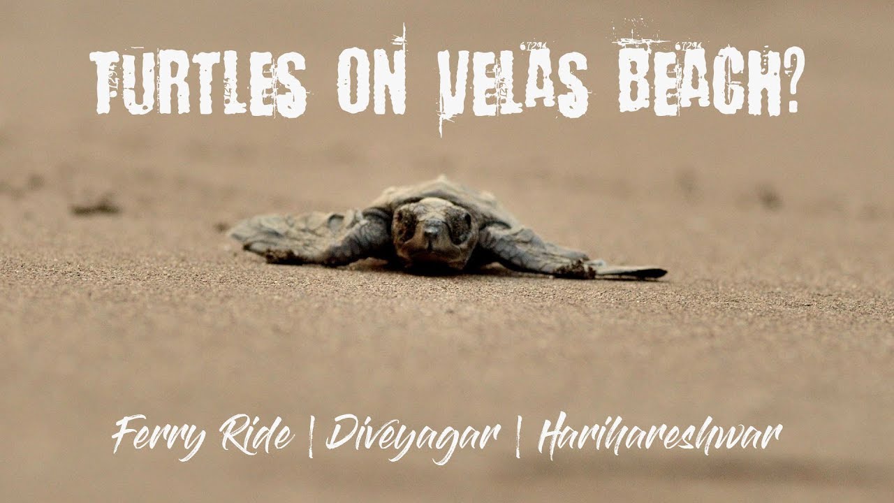 3 Beaches In 2 Days | Diveyagar - Velas - Harihareshwar