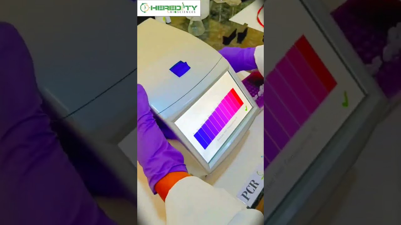 Polymerase chain reaction (PCR) Amplification #genomics