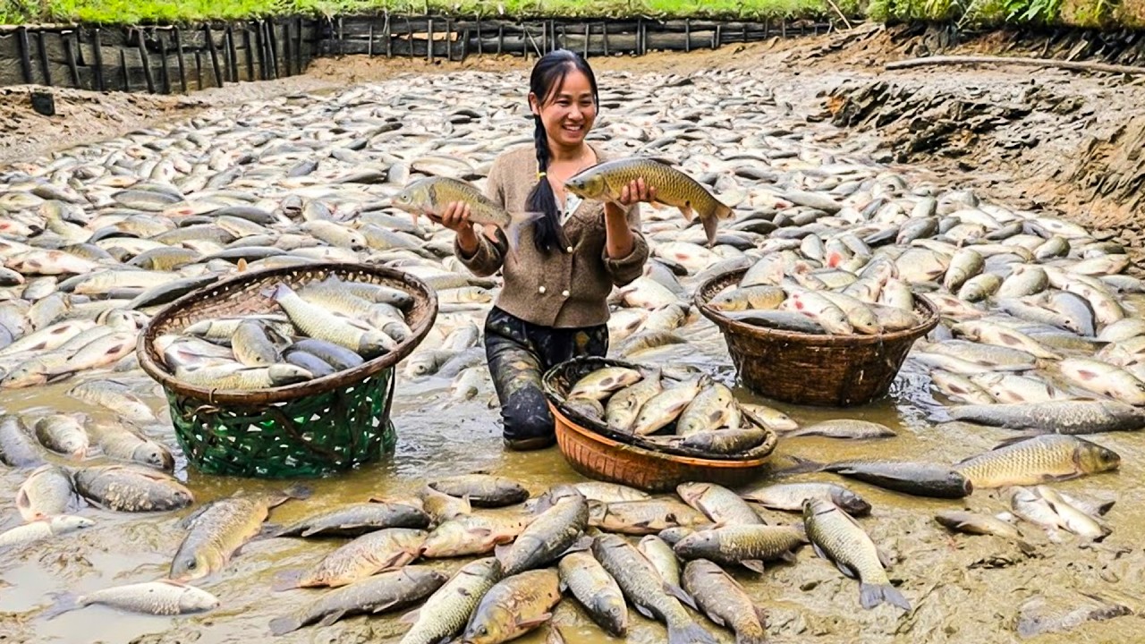 Harvesting Fish from a Giant Pond | Preserving Starfruit for the Year