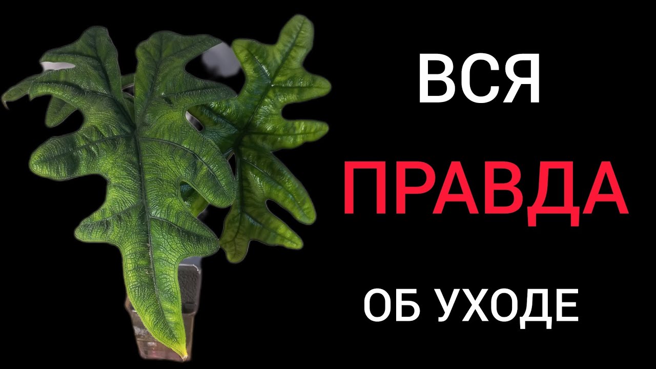 Alocasia Jacklyn . КАПРИЗНЫЕ РАСТЕНИЯ Алоказия Жаклин  мои наблюдения относительно ухода.