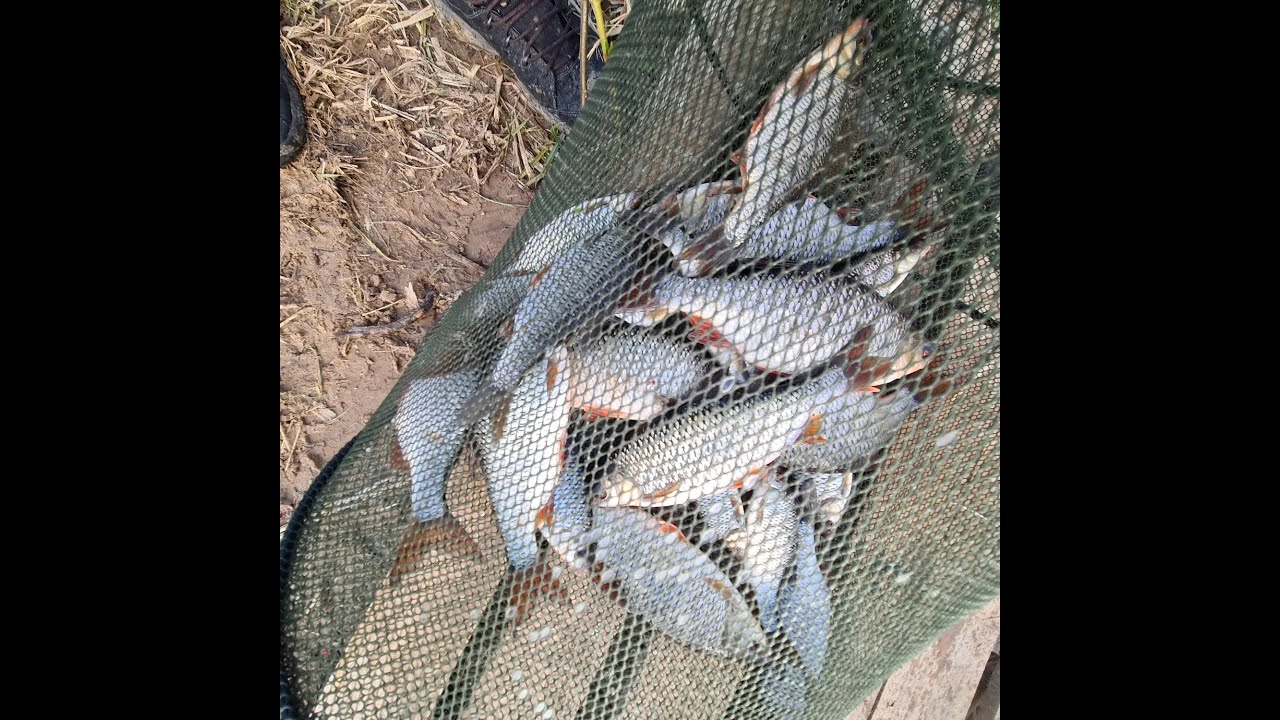 Отменная плотва на быстром течении, грустный поплавок, отчёт № 306