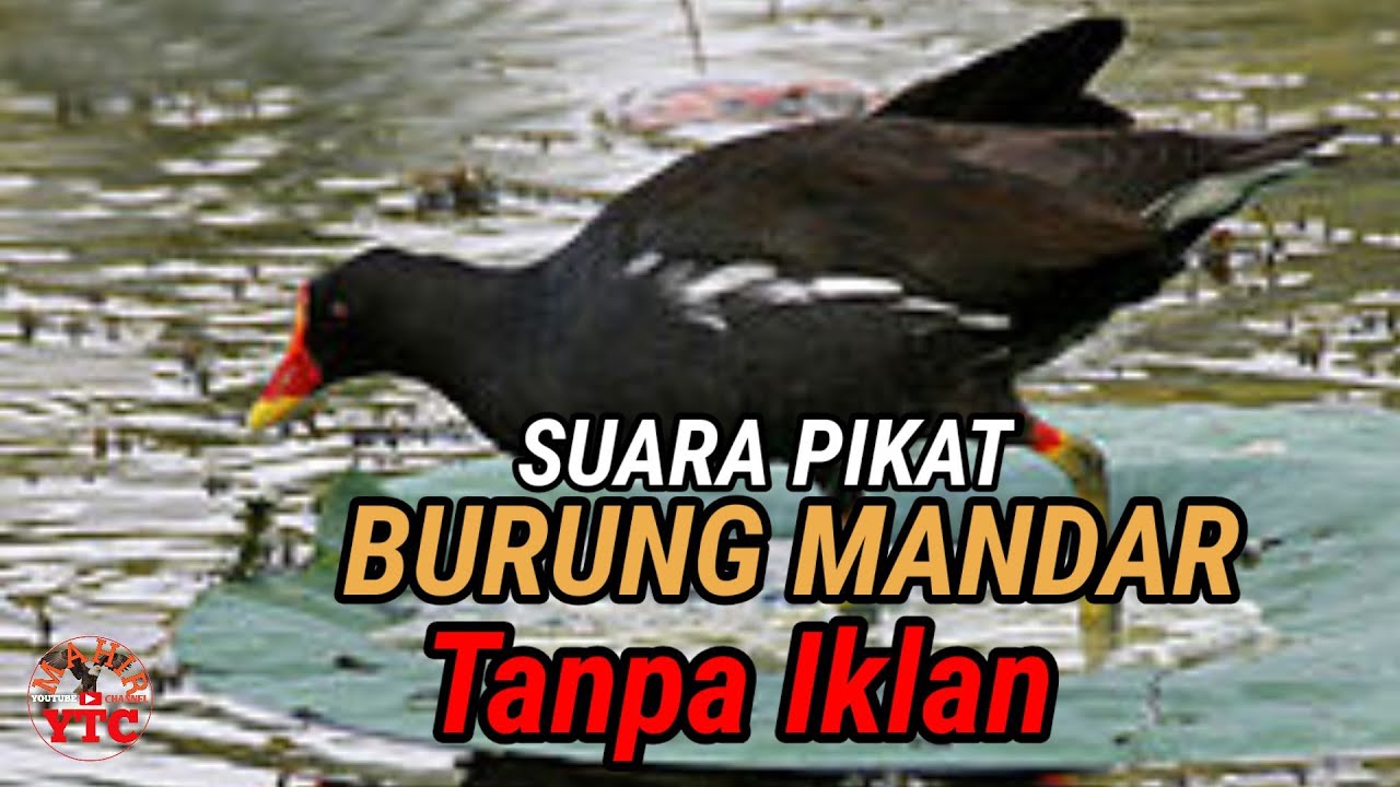 SUARA PIKAT BURUNG MANDAR PALING AMPUH FULL 2 JAM Tanpa iklan Auto Mendekat