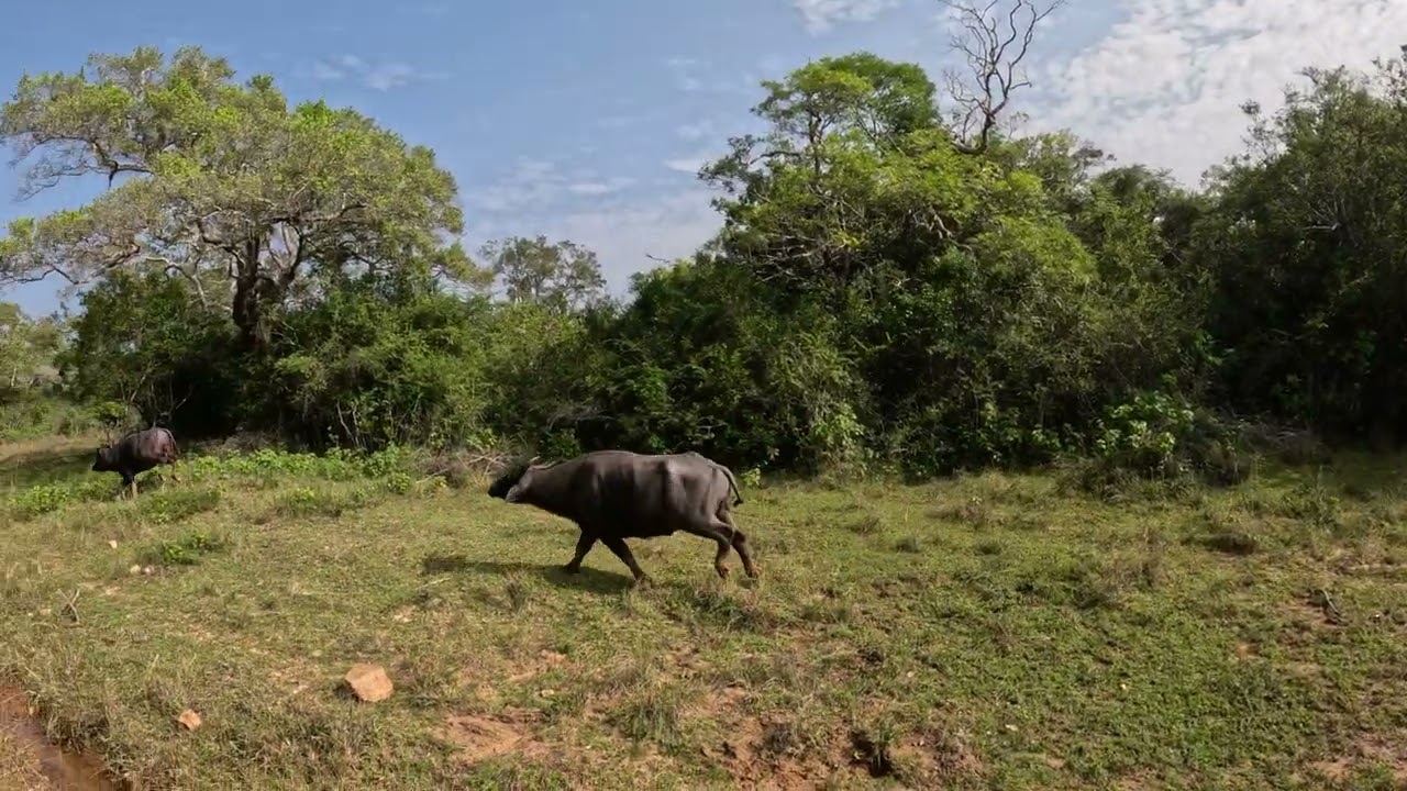 SRI LANKA | Run Buffalo Run