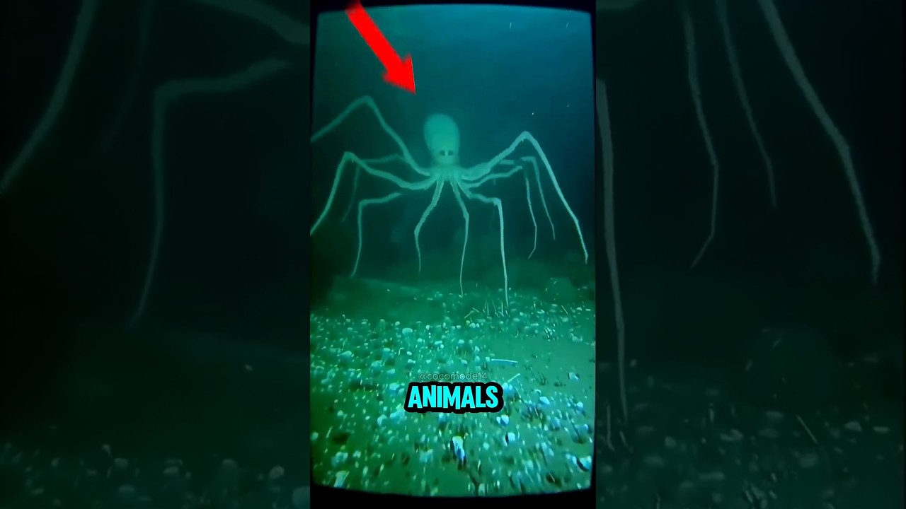 Top 4 Animals That Look FAKE But Are 100% Real #scaryanimals #animals #pets