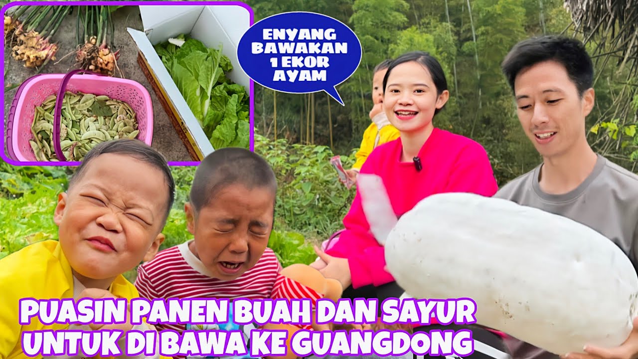 HASIL KEBUN MELIMPAH, PANEN BANYAK BUAH DAN SAYURAN DI KEBUN UNTUK DI BAWA KE GUANGDONG
