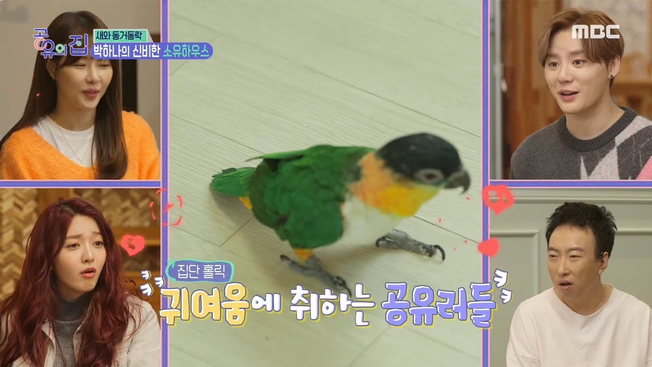 [HOT] Hana's parrots ,공유의 집 20191211