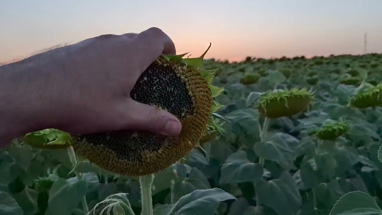 ОГЛЯД САКСОН І ЛІМАГРЕЙН 50510