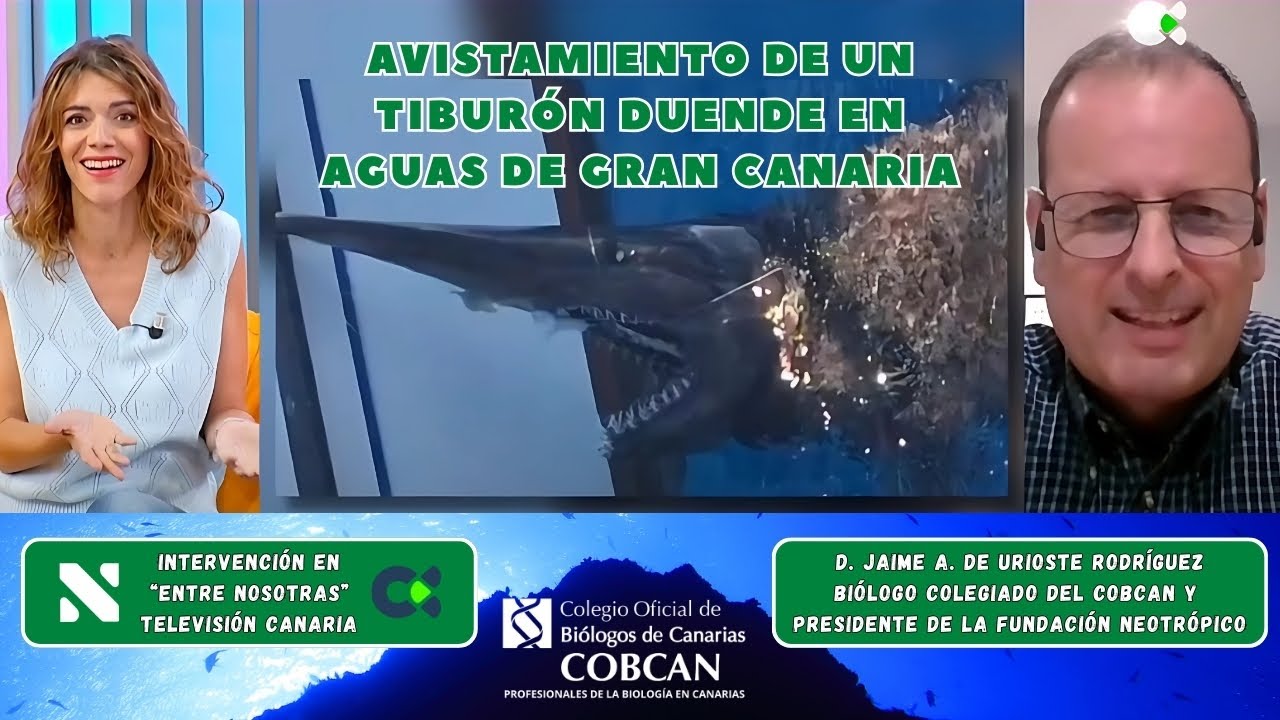 ¡Avistamiento de un tiburón duende en aguas de Gran Canaria!