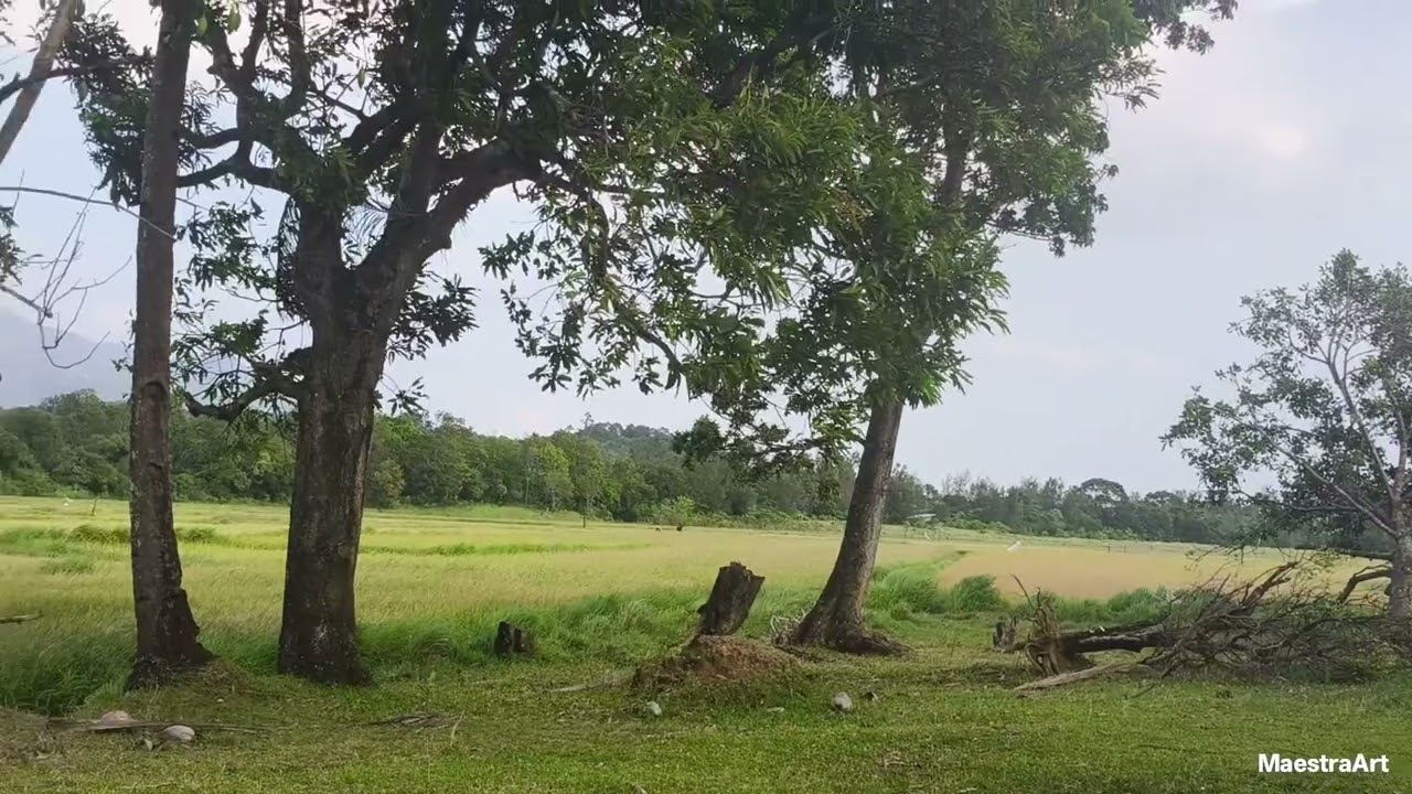 ANIHAN NA ...#Anihan#probinsya #provincelife #provincephilippines #provincelifeinthephilippines 