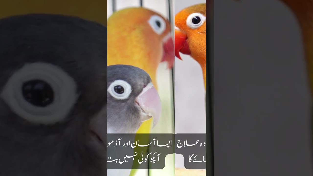 Why Do my Lovebirds, budgies cockatiel and Ring neck Pluck their chick feathers