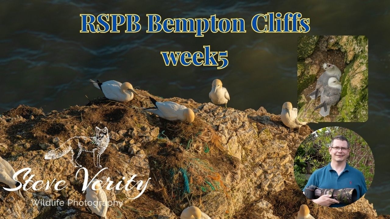RSPB Bempton Cliffs week 5