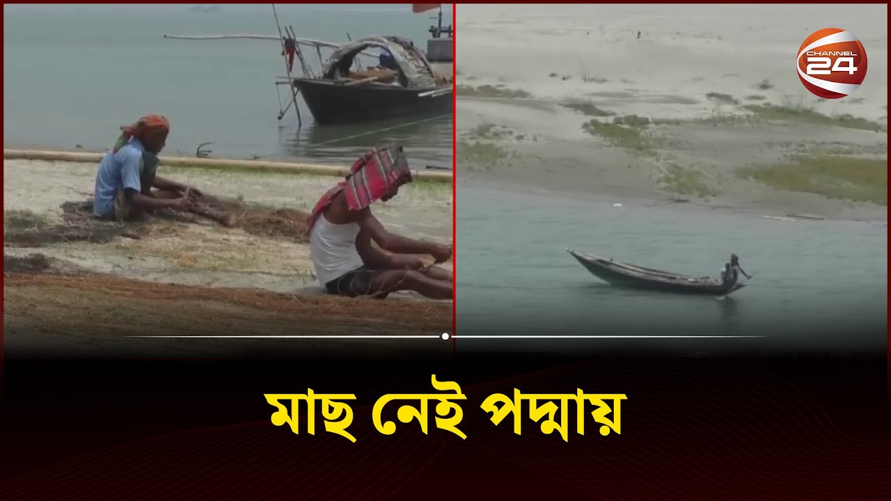 পদ্মায় পানি কমায় কমেছে অসংখ্য প্রজাতির মাছ  | Padma Fish | Channel 24