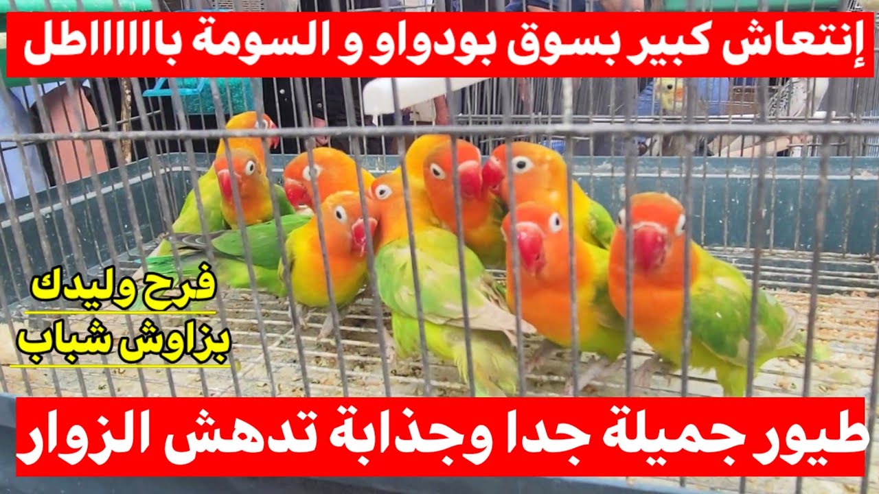 إنتعاش كبير بسوق بودواو للطيور و السومة باااااااطل .. طيور من كل الألوان | فرح وليدك بزاوش شباب !؟ 🤗
