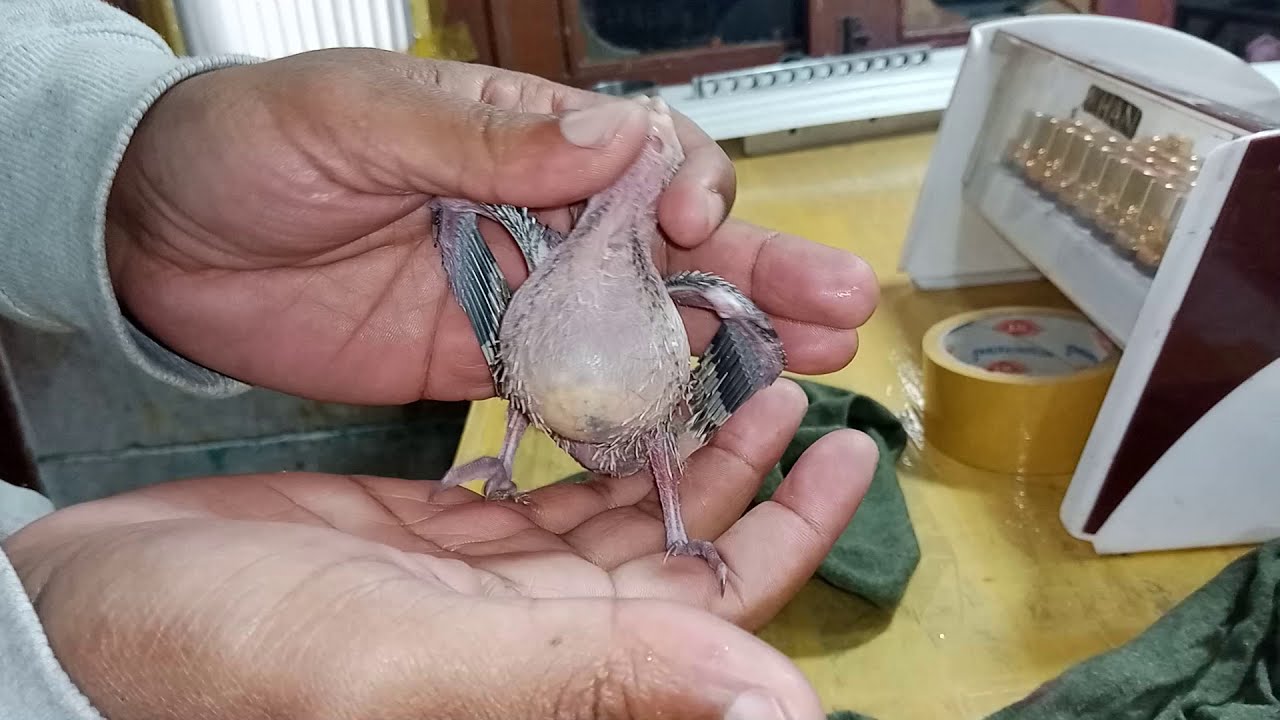 cocktail baby crop wash