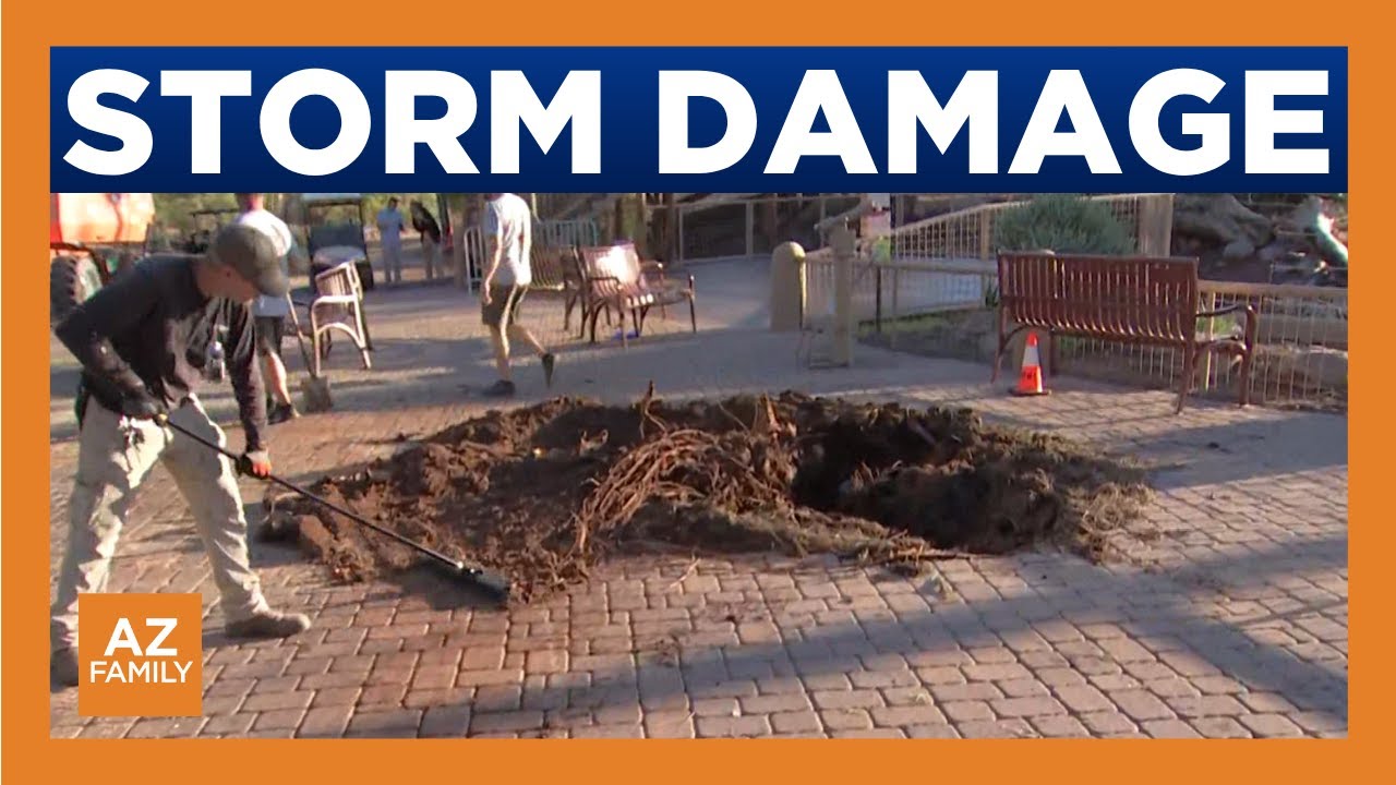 All animals safe after a microburst storm slams into Phoenix Zoo