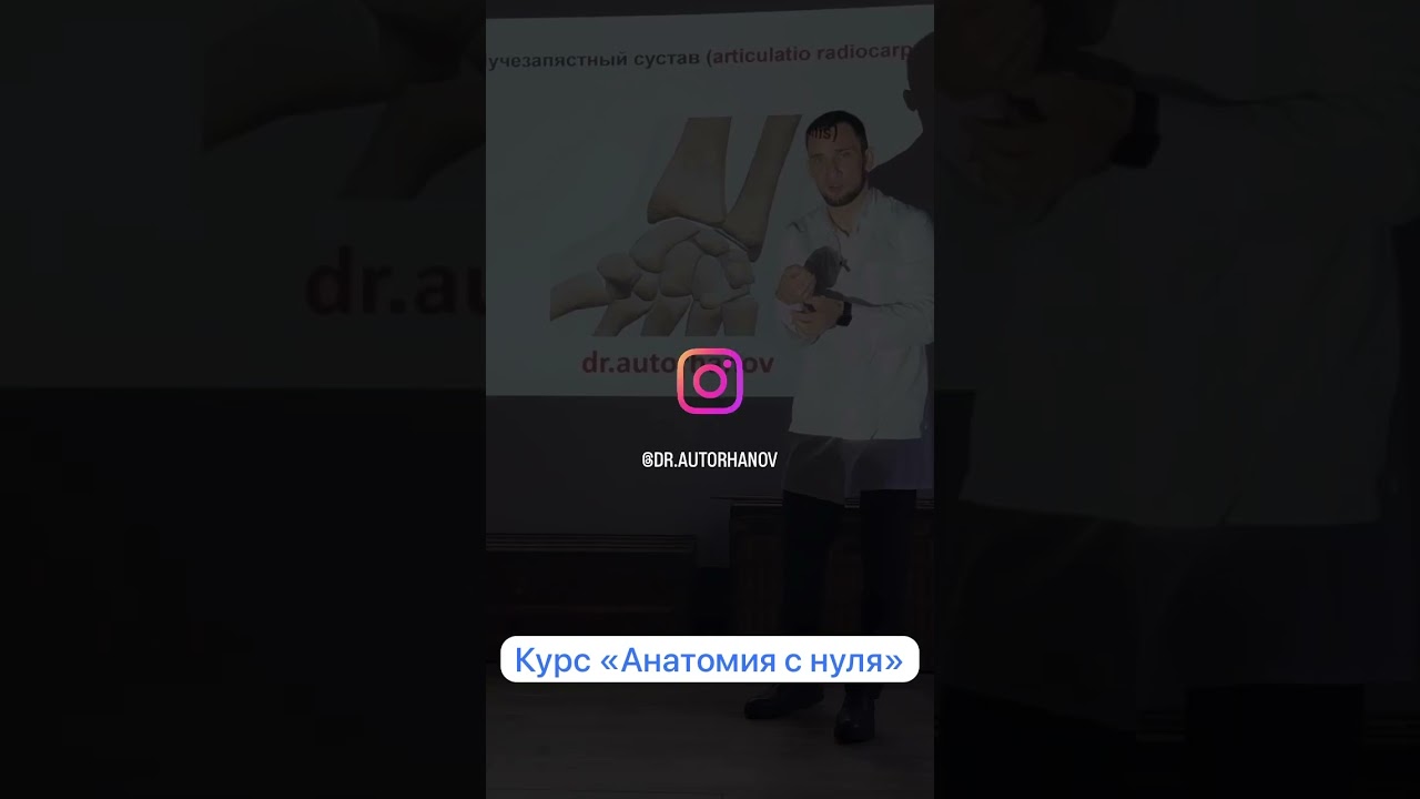 Анатомия  ЛУЧЕЗАПЯСТНЫЙ СУСТАВ.