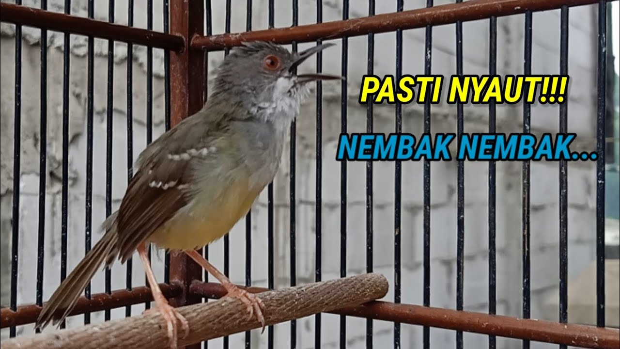 ciblek semi gacor, SEKALI PUTAR ciblek bahan pasti langsung nyaut