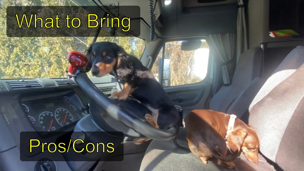 Pros and Cons of Trucking with Dogs