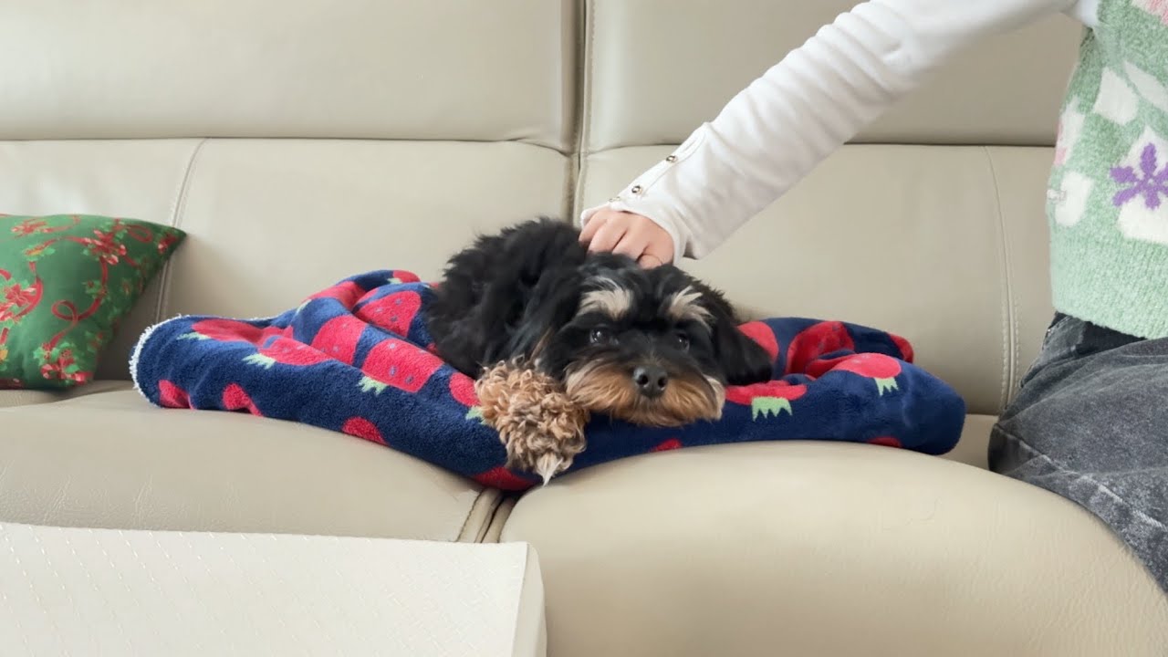 강아지 긁긁 해줬더니🐶🐾