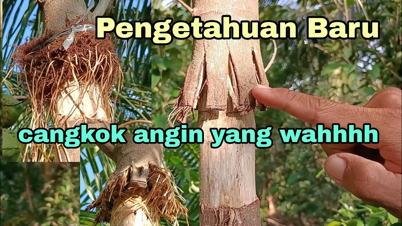 Cangkok angin langsung prokar, ini hasilnya...